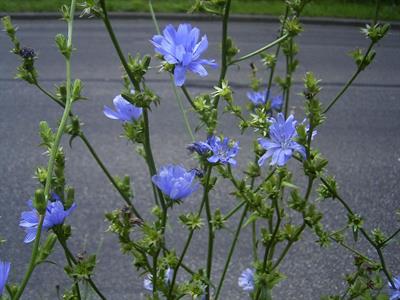 Cichorium intybus